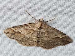 Syneora fractata