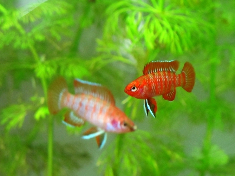 Badis scarlet (Dario dario (Hamilton, 1822))
