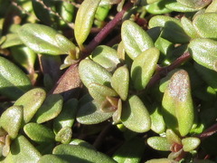 Thymus quinquecostatus