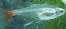 Glass Bloodfish photo 3