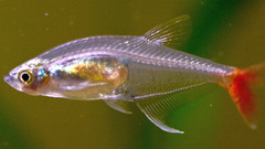Glass Bloodfish photo 4