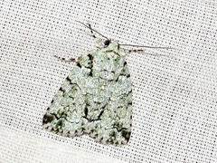 Blenina squamifera