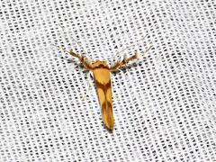 Stathmopoda crassella