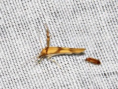 Stathmopoda crassella