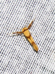 Stathmopoda crassella