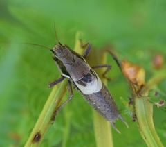 Pholidoptera macedonica
