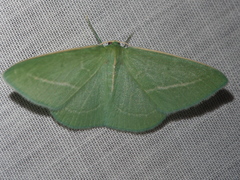 Chlorocoma stereota