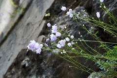 Campanula cespitosa