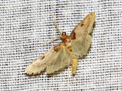 Loryma basalis