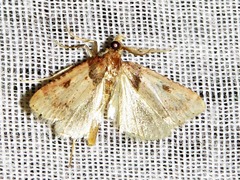 Loryma basalis