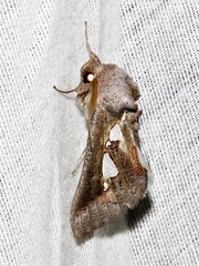 Antiophlebia bracteata