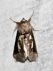 Antiophlebia bracteata