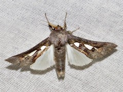 Antiophlebia bracteata