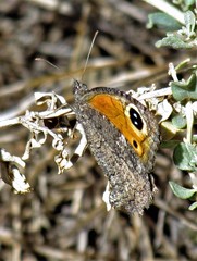 Haywardella edmondsii