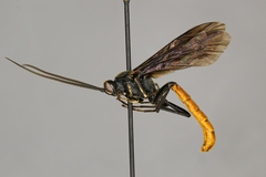 Protichneumon effigies