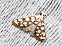 Obtusipalpis pardalis