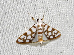 Obtusipalpis pardalis