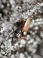 Aulacigaster neoleucopeza
