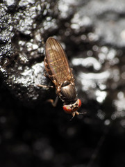 Aulacigaster neoleucopeza