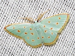 Comostolopsis stillata stillata