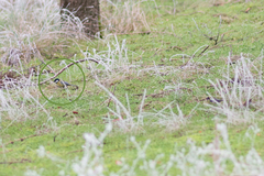 Parus major