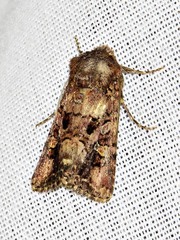 Tycomarptes inferior