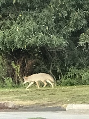 Canis latrans