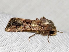 Tycomarptes inferior