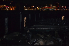 Zalophus californianus