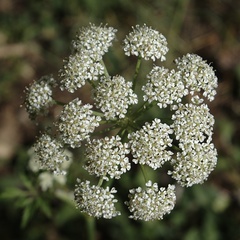 Conioselinum scopulorum