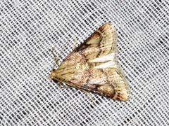 Zitha allutalis
