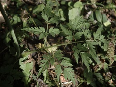 Conioselinum scopulorum