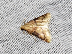 Zitha allutalis