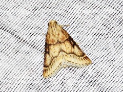 Zitha allutalis