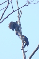 Mulleripicus pulverulentus