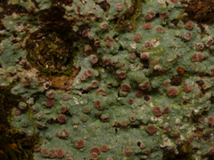 Icmadophilaceae