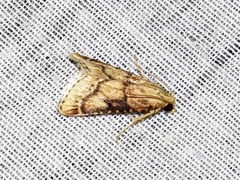 Zitha allutalis