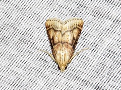 Zitha allutalis