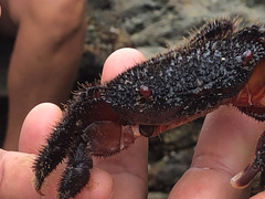 Eriphides hispida