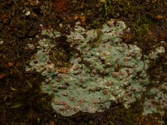 Icmadophilaceae