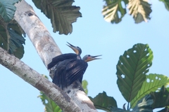 Mulleripicus pulverulentus