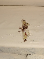Neoleucinodes elegantalis