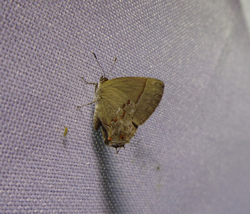 Dicya dicaea · iNaturalist United Kingdom