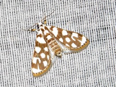 Obtusipalpis pardalis