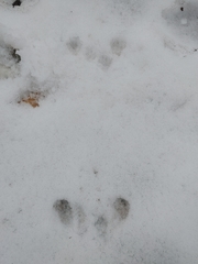 Sciurus carolinensis