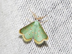 Comostolopsis stillata stillata