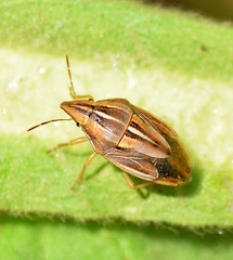 Aelia rostrata