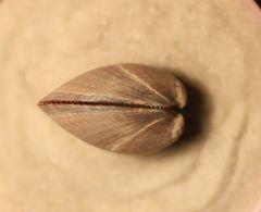 Glycymeris nummaria