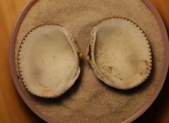 Glycymeris nummaria
