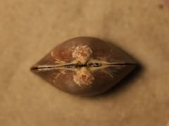 Glycymeris nummaria